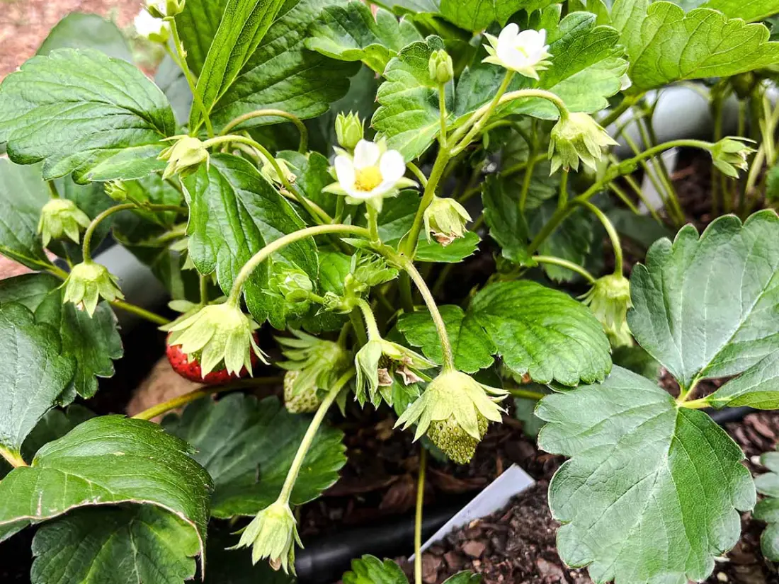caring for Mara Des Bois Strawberry