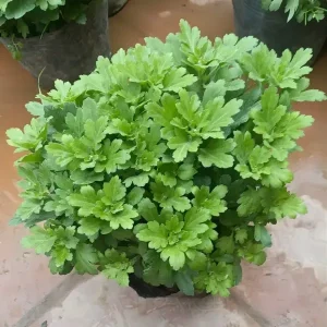 Chrysanthemum Live Plant – 1 Gallon Pot – Random Color – Outdoor - Image 2