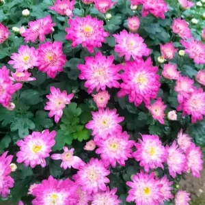 Chrysanthemum Live Plant – 1 Gallon Pot – Random Color – Outdoor - Image 3
