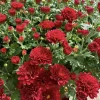 Chrysanthemum Live Plant – 1 Gallon Pot – Random Color – Outdoor - Image 1