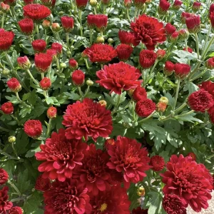Chrysanthemum Live Plant – 1 Gallon Pot – Random Color – Outdoor - Image 1