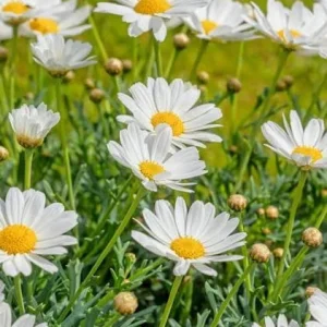 Daisy Live Plant – 1 Gallon – Cheerful Outdoor Garden Flower - Image 2