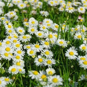 Daisy Live Plant – 1 Gallon – Cheerful Outdoor Garden Flower - Image 3