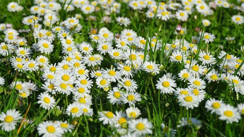 Daisy Live Plant – 1 Gallon – Cheerful Outdoor Garden Flower - Image 3