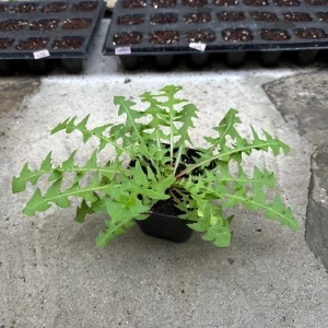 Dandelion Live Plants – Two 4'' Potted Dandelions – Edible & Medicinal Herb - Image 2