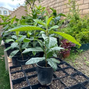 GOLDEN Loquat Tree-1 GALLON - Image 2