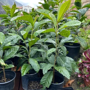 GOLDEN Loquat Tree-1 GALLON - Image 3