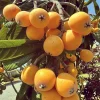 GOLDEN Loquat Tree-1 GALLON - Image 1