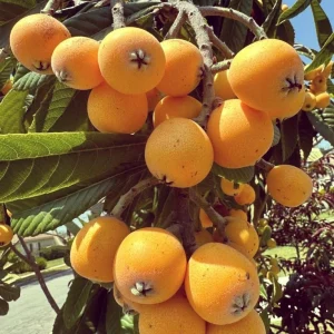 GOLDEN Loquat Tree-1 GALLON - Image 1