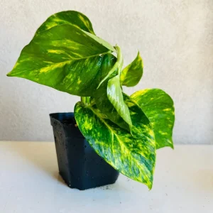 Golden Pothos Live Plant – 4 inch Pot – Indoor Houseplant – Easy Care - Image 2