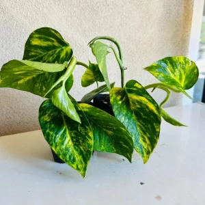 Golden Pothos Live Plant – 4 inch Pot – Indoor Houseplant – Easy Care - Image 3
