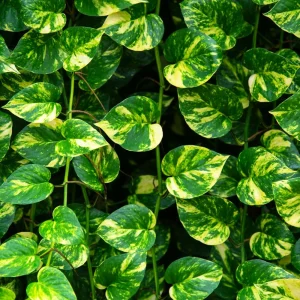 Golden Pothos Live Plant – 4 inch Pot – Indoor Houseplant – Easy Care - Image 1