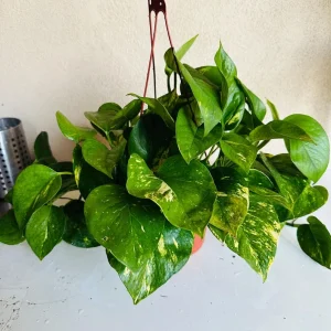 Golden Pothos Live Plant – 6 Inch Pot – Indoor Houseplant - Image 2