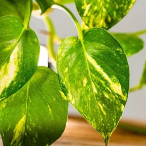 Golden Pothos Live Plant – 6 Inch Pot – Indoor Houseplant - Image 3