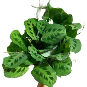 Green Maranta Prayer Plant Live Plant – 4in Pot – Indoor Houseplant - Image 2
