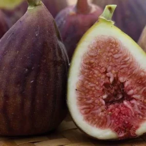 Organic Purple Fig Plant Seedling – Live Plant – 6 inch Pot – Outdoor Fruit - Image 2