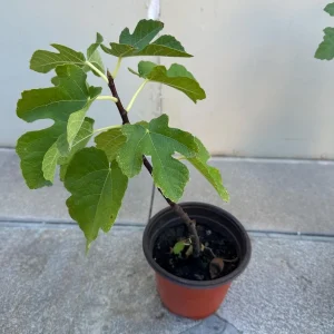 Organic Purple Fig Plant Seedling – Live Plant – 6 inch Pot – Outdoor Fruit - Image 3
