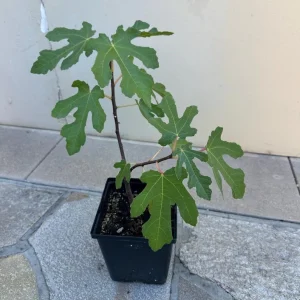 Organic Purple Fig Plant Seedling – Live Plant – 6 inch Pot – Outdoor Fruit - Image 4