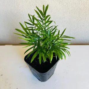 Parlor Palm Live Plant - 4 inch Pot - Indoor Houseplant - Chamaedorea Elegans - Image 1