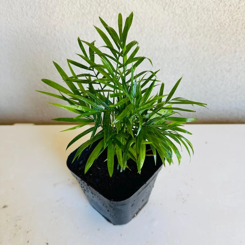Parlor Palm Live Plant - 4 inch Pot - Indoor Houseplant - Chamaedorea Elegans - Image 1