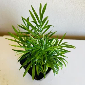 Parlor Palm Live Plant - 4 inch Pot - Indoor Houseplant - Chamaedorea Elegans - Image 2
