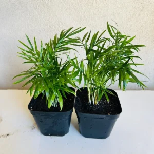 Parlor Palm Live Plant - 4 inch Pot - Indoor Houseplant - Chamaedorea Elegans - Image 3