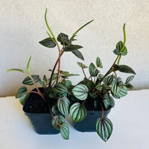 Peperomia Piccolo Banda Live Plant – 4in Pot – Indoor Foliage Plant - Image 2