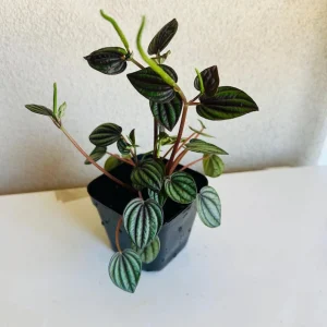 Peperomia Piccolo Banda Live Plant – 4in Pot – Indoor Foliage Plant - Image 1