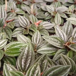Peperomia Rosso Live Plant – 4 inch Pot – Indoor Houseplant - Image 3