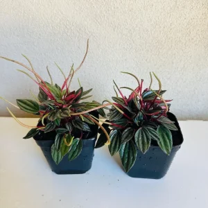 Peperomia Rosso Live Plant – 4 inch Pot – Indoor Houseplant - Image 1