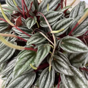 Peperomia Rosso Live Plant – 6in Pot – Indoor Houseplant - Image 3