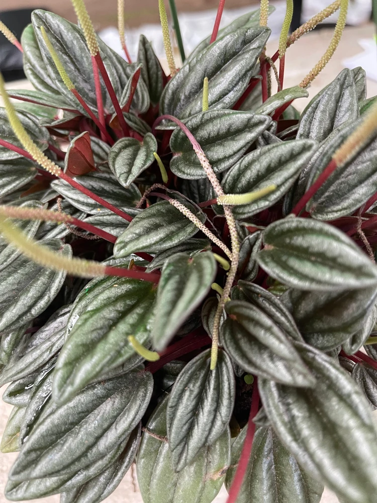 Peperomia Rosso Live Plant – 6in Pot – Indoor Houseplant - Image 3