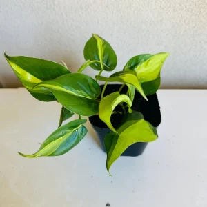 Philodendron Brasil Live Plant – 4in Pot – Indoor Vining Houseplant - Image 2