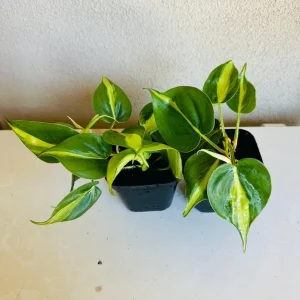 Philodendron Brasil Live Plant – 4in Pot – Indoor Vining Houseplant - Image 3