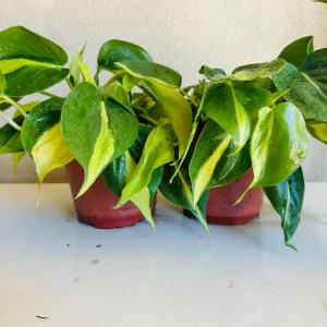 Philodendron Brasil Live Plant – 6 Inch Pot – Indoor Houseplant - Image 2