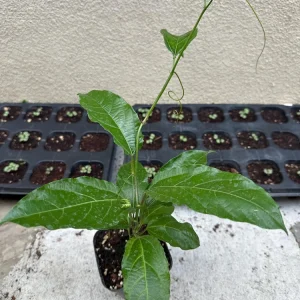 Purple Passion Fruit Live Plant – Passiflora Edulis – 4in Pot – Outdoor - Image 2