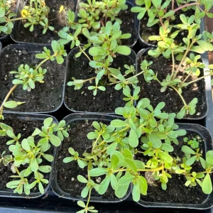 Purslane Live Plant - Edible Succulent Groundcover Outdoor - Image 2