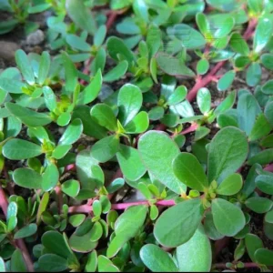 Purslane Live Plant - Edible Succulent Groundcover Outdoor - Image 1