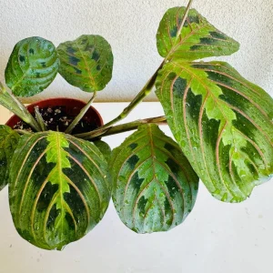 Red Maranta Prayer Plant Live Plant 4in Pot Indoor Houseplant - Image 2