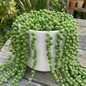 String of Pearls Live Plant – Trailing Succulent – 4 inch Pot – Indoor - Image 2