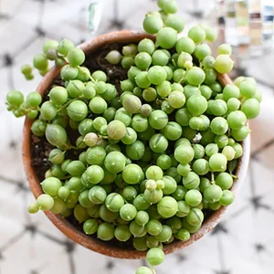 String of Pearls Live Plant – Trailing Succulent – 4 inch Pot – Indoor - Image 1
