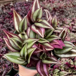 Tradescantia zebrina 4in pot - Image 2