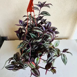 Tradescantia zebrina 4in pot - Image 1