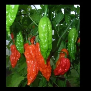 1 Kilogram Red Ghost Pepper Bhut Jolokia Powder - Super Hot Chili Spice - Image 2