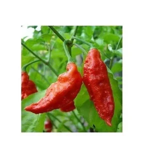 1 Kilogram Red Ghost Pepper Powder - Bhut Jolokia Chili Hot Spice, 2.2 Lbs - Image 3