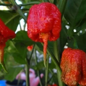 1000 Trinidad 7 Pod (7 Pot) Primo Pepper Seeds - Rare Extreme Hot Chili - Image 2