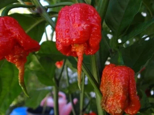1000 Trinidad 7 Pod (7 Pot) Primo Pepper Seeds - Rare Extreme Hot Chili - Image 2