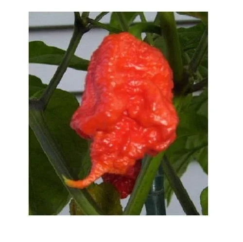1000 Trinidad 7 Pod (7 Pot) Primo Pepper Seeds - Rare Extreme Hot Chili - Image 3