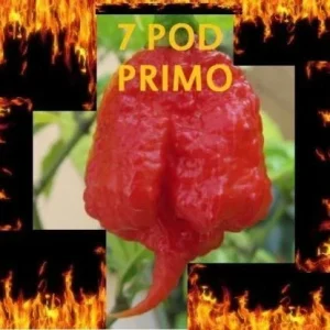 1000 Trinidad 7 Pod (7 Pot) Primo Pepper Seeds - Rare Extreme Hot Chili - Image 1