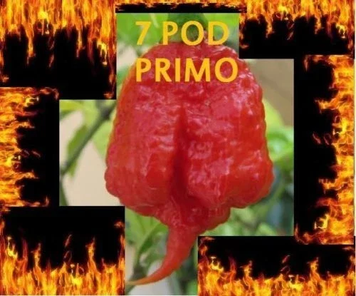 1000 Trinidad 7 Pod (7 Pot) Primo Pepper Seeds - Rare Extreme Hot Chili - Image 1